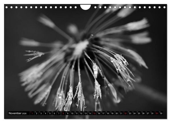 Produktbild: Pusteblume - Impressionen in schwarzwei&szlig; (Wandkalender 2026 DIN A4 quer), CALVENDO Monatskalender