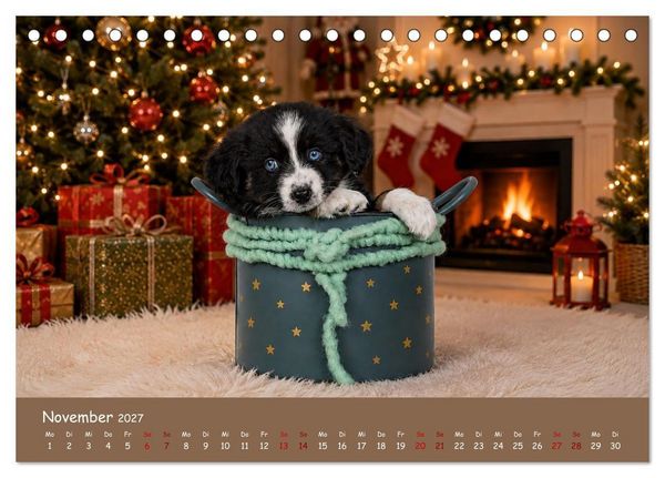 Produktbild: Mini Australian Shepherd, eine ganz besondere Rasse (Tischkalender 2027 DIN A5 quer), CALVENDO Monatskalender