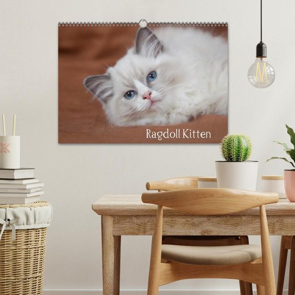 Produktbild: Ragdoll Kitten (Wandkalender 2026 DIN A3 quer), CALVENDO Monatskalender