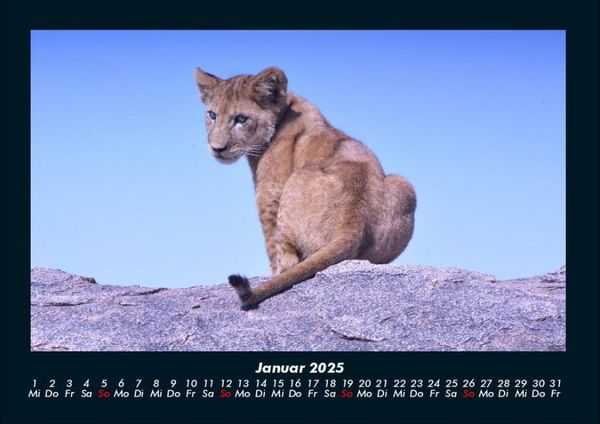 Produktbild: L&ouml;wen in der Wildnis 2025 Fotokalender DIN A4
