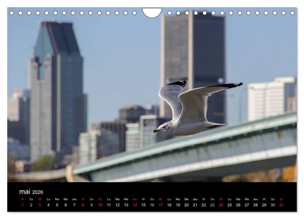 Produktbild: MONTR&Eacute;AL (Calendrier mural 2026 DIN A4 vertical), CALVENDO calendrier mensuel