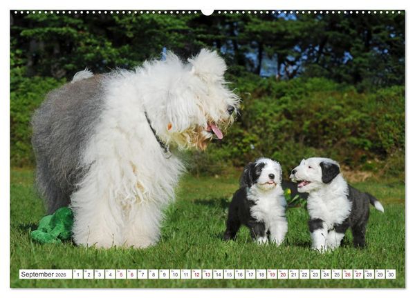Produktbild: In der Kinderstube bei Familie Bobtail (Wandkalender 2026 DIN A2 quer), CALVENDO Monatskalender