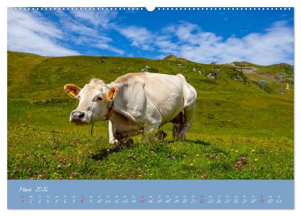 Produktbild: Friedliche K&uuml;he (Wandkalender 2026 DIN A2 quer), CALVENDO Monatskalender