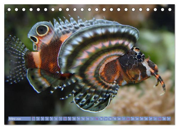 Produktbild: Bunte Welt der Fische (Tischkalender 2026 DIN A5 quer), CALVENDO Monatskalender
