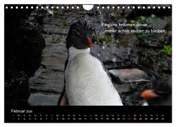 Produktbild: Wovon Pinguine tr&auml;umen (Wandkalender 2026 DIN A4 quer), CALVENDO Monatskalender