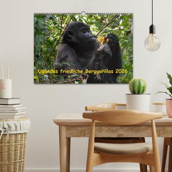 Produktbild: Ugandas friedliche Berggorillas (Wandkalender 2026 DIN A3 quer), CALVENDO Monatskalender