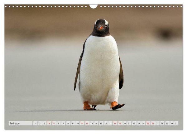 Produktbild: Pinguine der Falkland Inseln (Wandkalender 2026 DIN A3 quer), CALVENDO Monatskalender