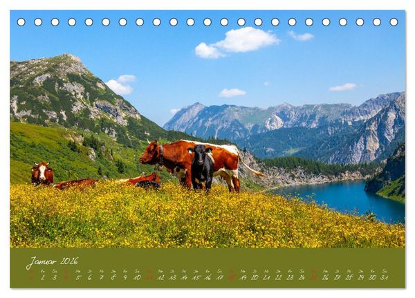 Produktbild: Friedliche K&uuml;he (Tischkalender 2026 DIN A5 quer), CALVENDO Monatskalender