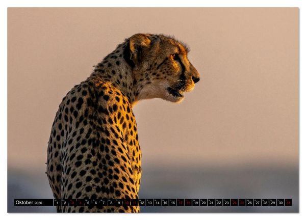 Produktbild: Komm mit auf Safari! Botswana und S&uuml;dafrika (Wandkalender 2026 DIN A3 quer), CALVENDO Monatskalender