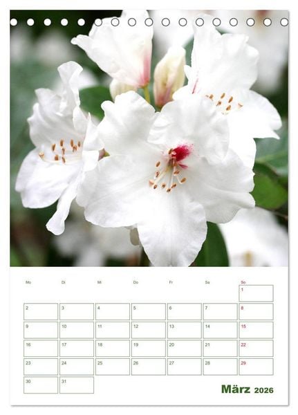 Produktbild: Wei&szlig;e Bl&uuml;ten im Gr&uuml;nen (Tischkalender 2026 DIN A5 hoch), CALVENDO Monatskalender