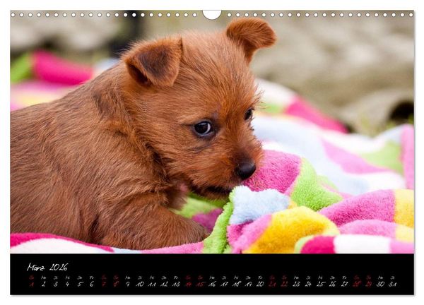 Produktbild: Australian Terrier Welpen (Wandkalender 2026 DIN A3 quer), CALVENDO Monatskalender