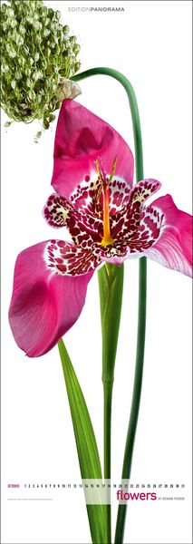 Produktbild: Flowers