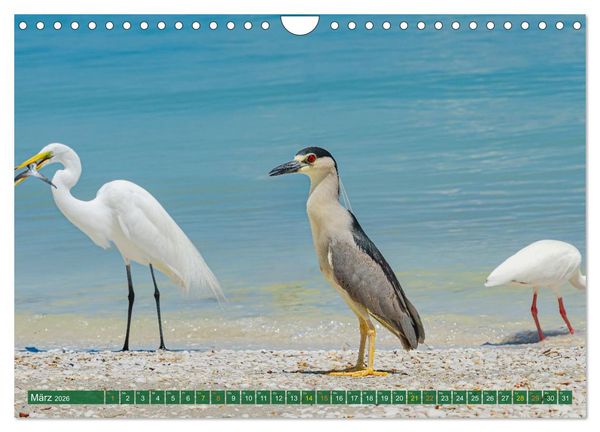 Produktbild: Gr&uuml;nreiher - Krabbenreiher - Nachtreiher (Wandkalender 2026 DIN A4 quer), CALVENDO Monatskalender