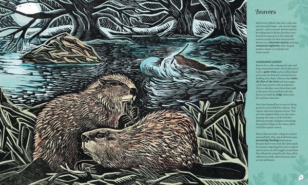 Produktbild: Wilding: How to Bring Wildlife Back - an Illustrated Guide
