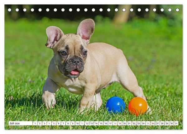 Produktbild: Kleiner Kobold Franz&ouml;sische Bulldogge (Tischkalender 2026 DIN A5 quer), CALVENDO Monatskalender