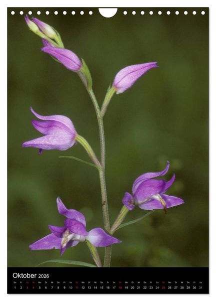 Produktbild: Wildwachsende Orchideen in Deutschland (Wandkalender 2026 DIN A4 hoch), CALVENDO Monatskalender
