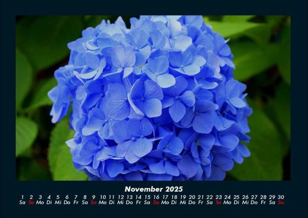Produktbild: Pflanzen und Bl&uuml;ten 2025 Fotokalender DIN A4