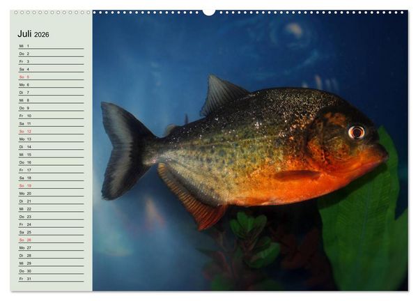 Produktbild: Knallbunte Wasserwelt. Die Welt der Fische (Wandkalender 2026 DIN A2 quer), CALVENDO Monatskalender