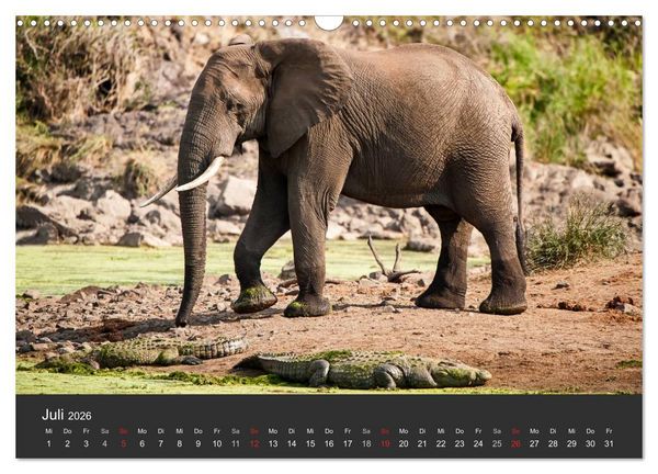 Produktbild: Elefanten - Graue Riesen (Wandkalender 2026 DIN A3 quer), CALVENDO Monatskalender