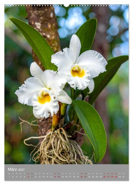 Produktbild: K&ouml;nigin Cattleya (hochwertiger Premium Wandkalender 2027 DIN A2 hoch), Kunstdruck in Hochglanz