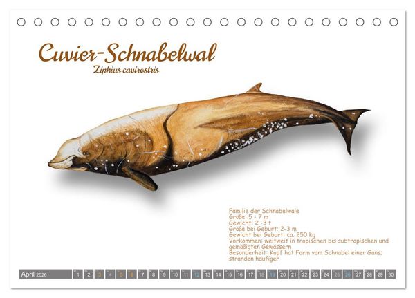 Produktbild: Wale und Delfine Steckbriefe (Tischkalender 2026 DIN A5 quer), CALVENDO Monatskalender
