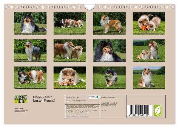 Produktbild: Collie - Mein bester Freund (Wandkalender 2026 DIN A4 quer), CALVENDO Monatskalender