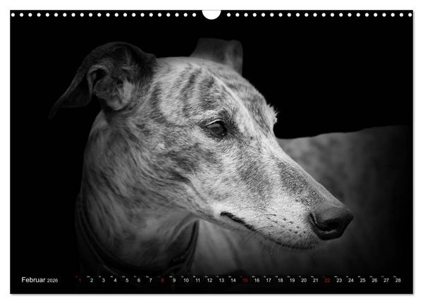 Produktbild: Galgo Espa&ntilde;ol - der spanische Windhund 2026 (Wandkalender 2026 DIN A3 quer), CALVENDO Monatskalender