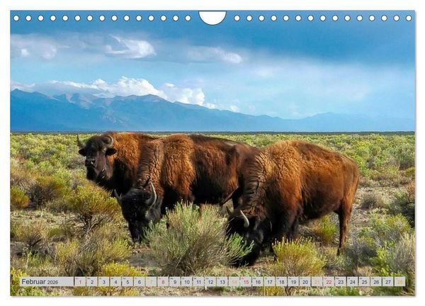 Produktbild: Bison und Wisent - Riesen mit unb&auml;ndiger Kraft (Wandkalender 2026 DIN A4 quer), CALVENDO Monatskalender