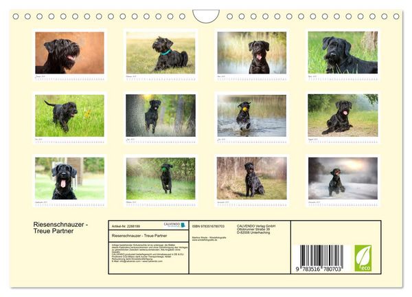 Produktbild: Riesenschnauzer - Treue Partner (Wandkalender 2027 DIN A4 quer), CALVENDO Monatskalender
