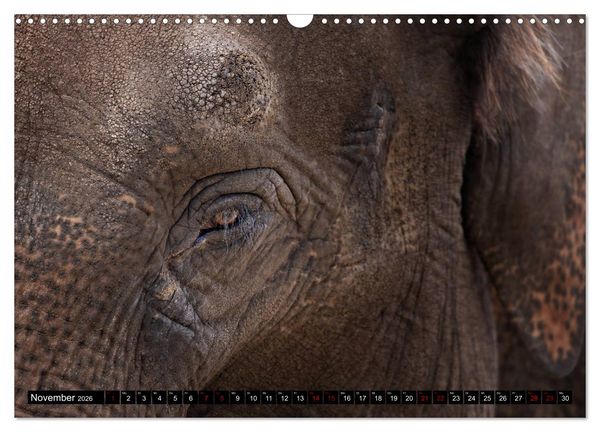 Produktbild: Wild Animals - Wilde Tiere (Wandkalender 2026 DIN A3 quer), CALVENDO Monatskalender