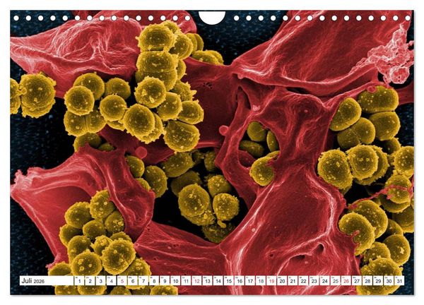Produktbild: Mikrobiologie. Mikroorganismen, Genetik und Zellen (Wandkalender 2026 DIN A4 quer), CALVENDO Monatskalender