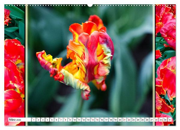 Produktbild: Tulpen - kunterbunte Collagen (hochwertiger Premium Wandkalender 2026 DIN A2 quer), Kunstdruck in Hochglanz