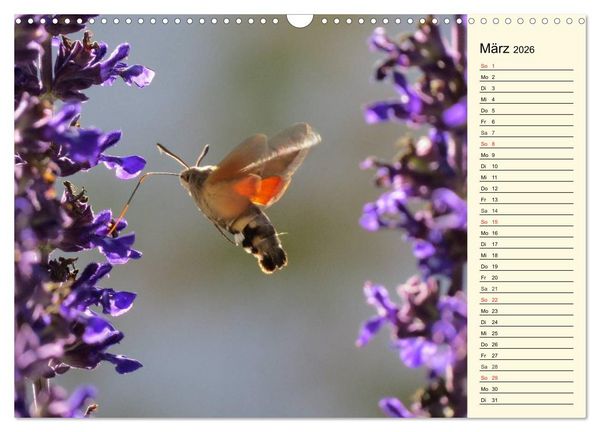 Produktbild: Faszinierende Taubenschw&auml;nzchen (Wandkalender 2026 DIN A3 quer), CALVENDO Monatskalender