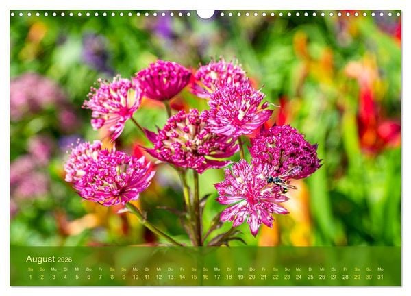 Produktbild: der staudengarten zu bad hersfeld (Wandkalender 2026 DIN A3 quer), CALVENDO Monatskalender