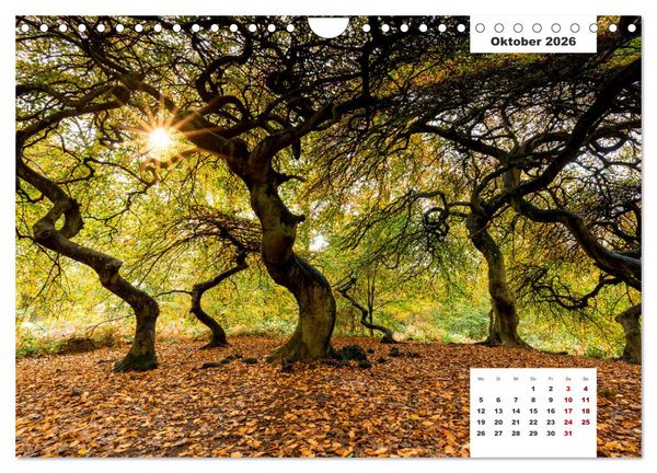 Produktbild: R&uuml;gen Panorama (Wandkalender 2026 DIN A4 quer), CALVENDO Monatskalender
