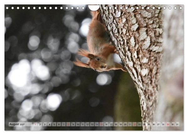 Produktbild: Eichh&ouml;rnchen-Spa&szlig; (Wandkalender 2027 DIN A4 quer), CALVENDO Monatskalender