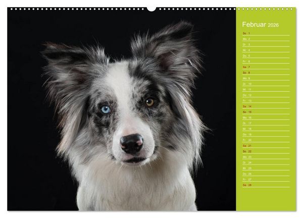 Produktbild: Border Collies - nicht nur schwarzwei&szlig; (Wandkalender 2026 DIN A2 quer), CALVENDO Monatskalender