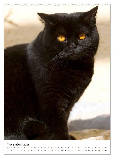 Produktbild: bezaubernde Britisch Kurzhaar Katzen (Wandkalender 2026 DIN A2 hoch), CALVENDO Monatskalender