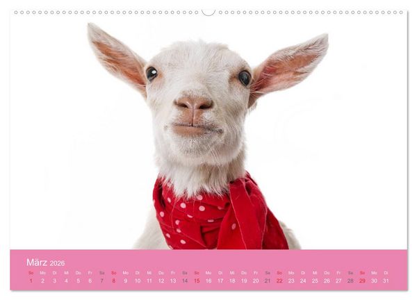 Produktbild: S&uuml;&szlig;e Tier-Babys! (hochwertiger Premium Wandkalender 2026 DIN A2 quer), Kunstdruck in Hochglanz