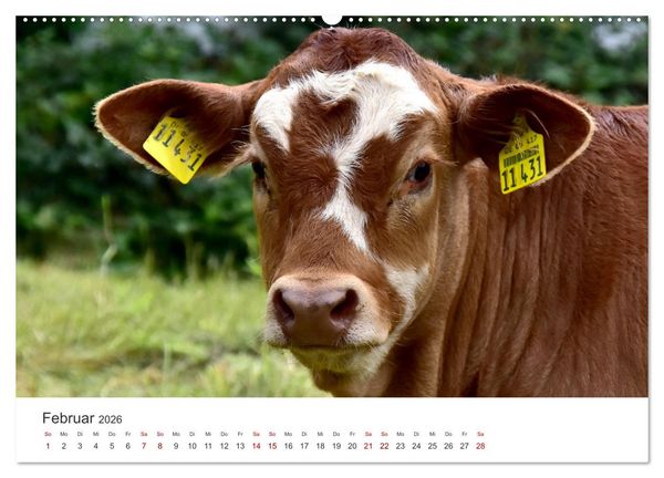 Produktbild: K&auml;lber - Kleine Herzensbrecher auf den Wiesen (Wandkalender 2026 DIN A2 quer), CALVENDO Monatskalender