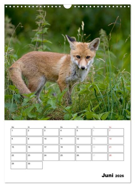 Produktbild: Rotfuchs - Impressionen (Wandkalender 2026 DIN A3 hoch), CALVENDO Monatskalender