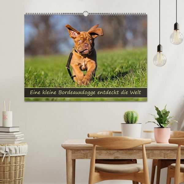 Produktbild: Eine kleine Bordeauxdogge entdeckt die Welt (Wandkalender 2026 DIN A2 quer), CALVENDO Monatskalender
