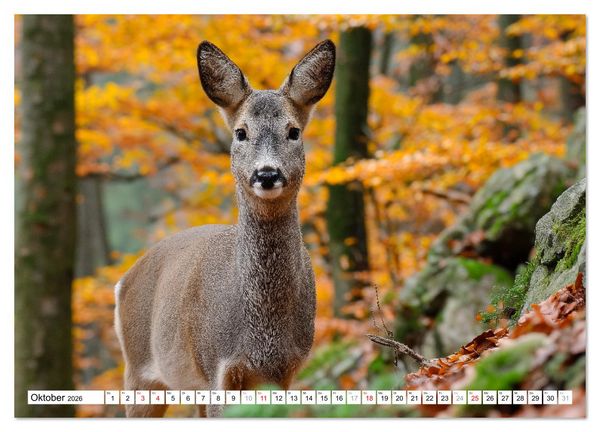 Produktbild: HIRSCHE UND REHE - Ein Jahr in freier Wildbahn (Wandkalender 2026 DIN A4 quer), CALVENDO Monatskalender