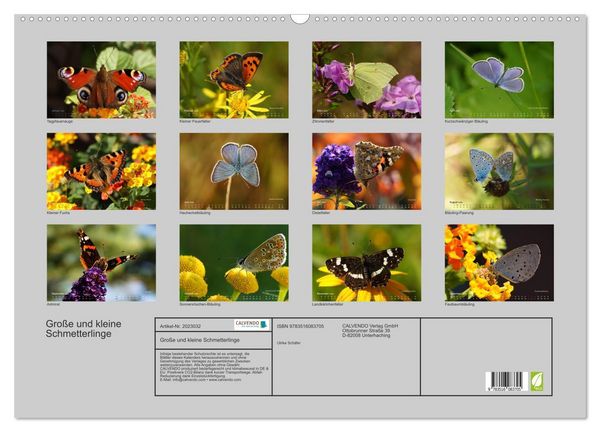Produktbild: Gro&szlig;e und kleine Schmetterlinge (Wandkalender 2026 DIN A2 quer), CALVENDO Monatskalender