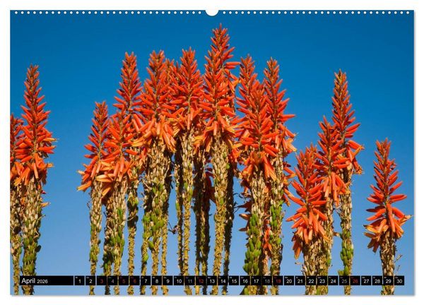 Produktbild: Namib Naukluft Nationalpark. NAMIBIA 2026 (Wandkalender 2026 DIN A2 quer), CALVENDO Monatskalender