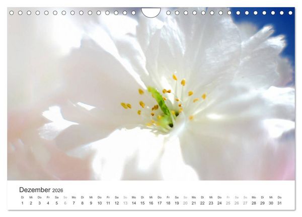 Produktbild: Kirschbl&uuml;tentraum (Wandkalender 2026 DIN A4 quer), CALVENDO Monatskalender