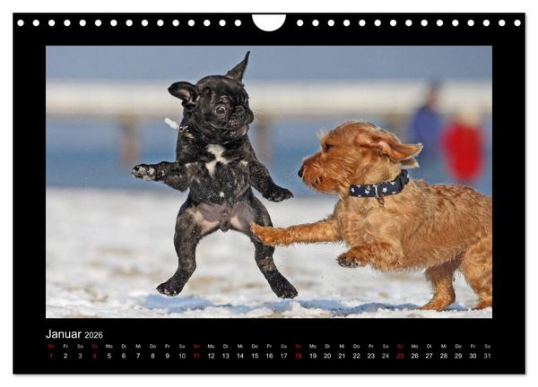 Produktbild: Allerlei Hundekinder (Wandkalender 2026 DIN A4 quer), CALVENDO Monatskalender