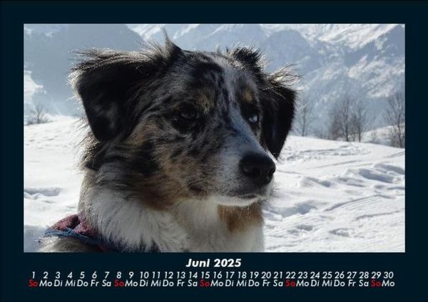 Produktbild: Hunde 2025 Fotokalender DIN A5