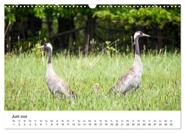 Produktbild: Kraniche im Erzgebirge (Wandkalender 2026 DIN A3 quer), CALVENDO Monatskalender