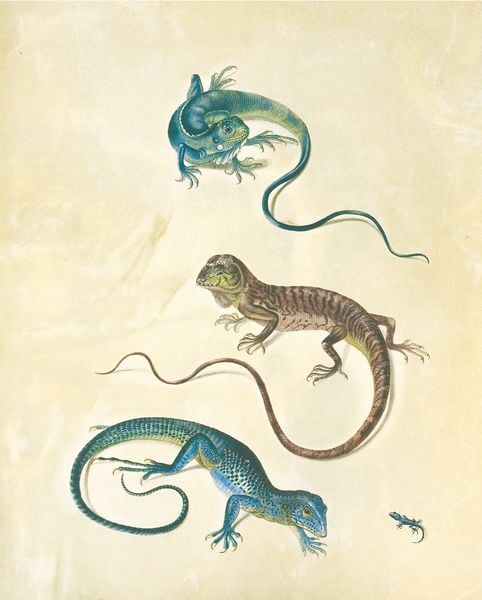 Produktbild: Maria Sibylla Merian &ndash; St. Petersburger Aquarelle (Jubil&auml;umsausgabe)